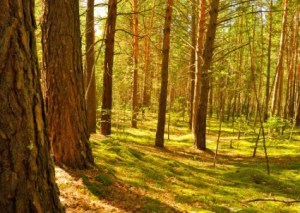 in_the_forest_207331