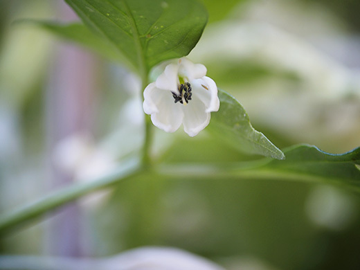 Fish pepper flower