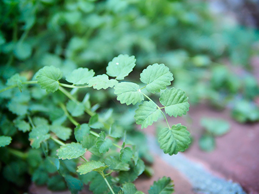 Salad burnet: an herb that tastes like a cucumber