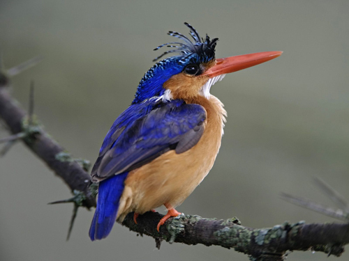kingfisher