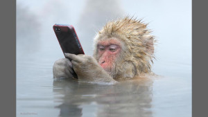 monkey-with-iphone-by-marsel-van-oosten-136392784567826904-140820130452