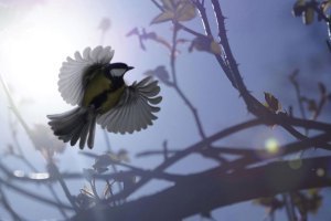 a-great-tit-in-flight-by-james-amess-which-won-the-wildpix-young-peoples-12-18-award-136383009000602601-130902110248