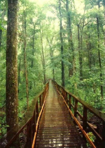 Beautiful Pathway.