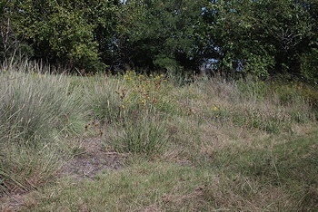 grass-garden-10-10-14-D80