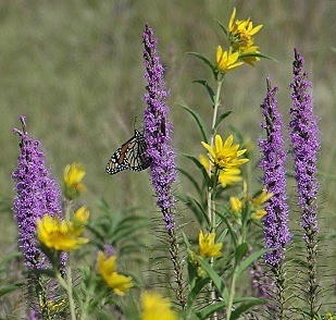 Gayfeather and Maximilian Sunflower, with Monarch