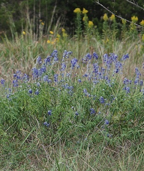 mealy-blue-sage-goldenrod-10-10-14-D80