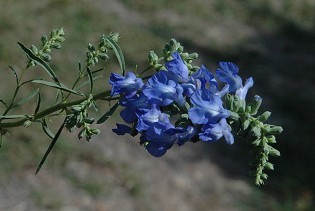Pitcher Sage in the fall