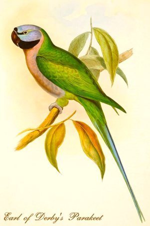 (Illustration: John Gould)