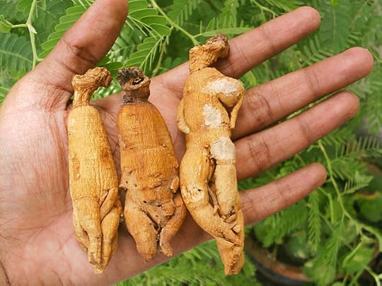 Ginseng roots look like little men!