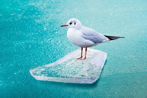 Seagull via Dreamstime, courtesy of author.