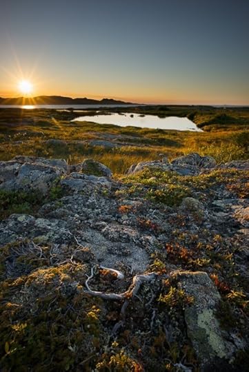 Fogo Island Bog at Sunset
