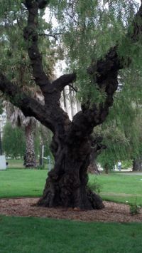 A tree in Oakland