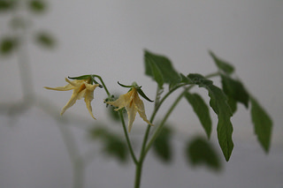 tomato cutting