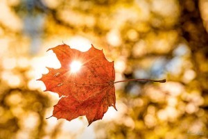 fall leaf