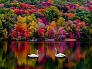 Autumn in New England