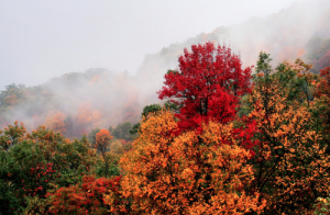 beauty of the earth