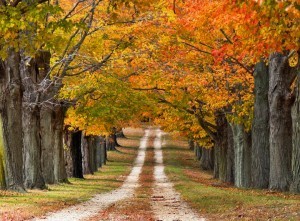 autumn-in-new-england-jersey1