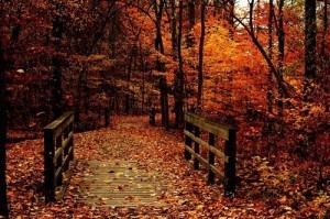 fall woods