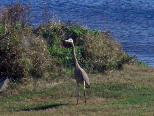 heron on lawn of Maine house photo by Jen tweaked by Pete cropped-1