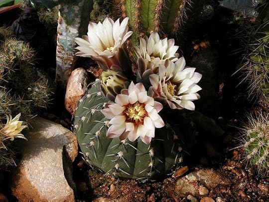 Gymnocalycium stellatum with flowers. Photo by Bff. CC BY-SA 3.0 via Wikimedia Commons.