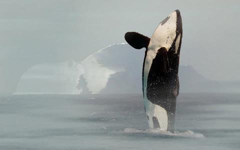 Orca and Ice