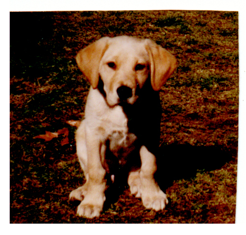 A photo that was shown to us of Phoebe before we even met her.