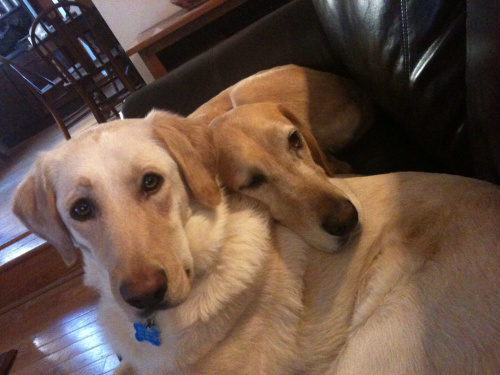 Springsteen (front) and Phoebe