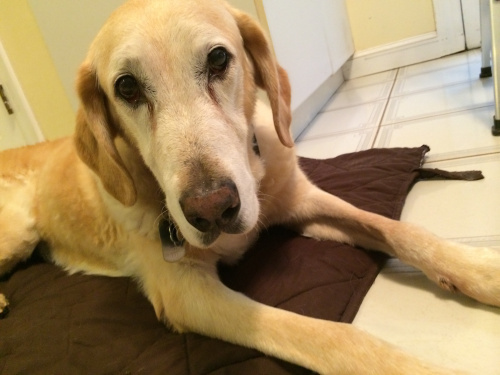 Phoebe earlier today. (It has already been a very long morning.)