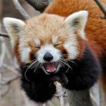 Red Panda