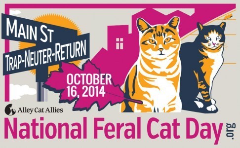 National_Feral_Cat_Day