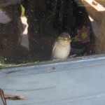 images (4)