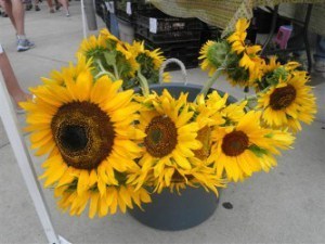 sunflowers