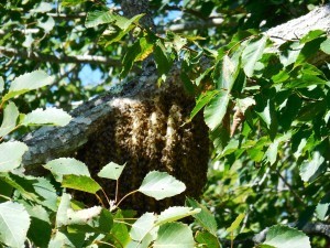 Bees4