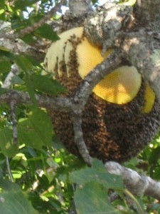 Bees3
