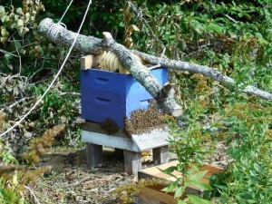 Bees8 - Box Closeup