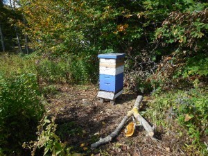 iBees Boxed
