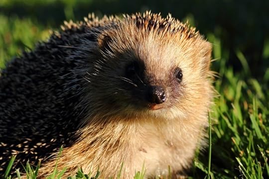 Hedgehog
