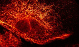 super-resolved fluorescence microscopy