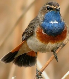 Nightingale (blue-throated)