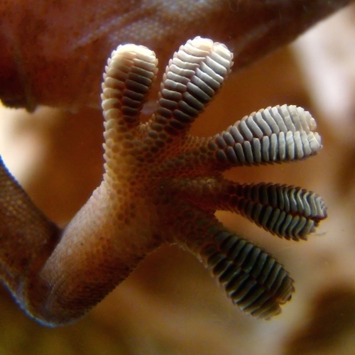 Gecko_foot_glass.JPG