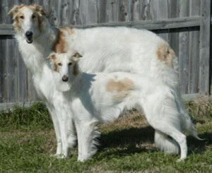 silken_windhound_2