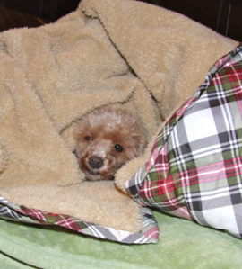 I wanted to roll myself in blankets with Rosie.