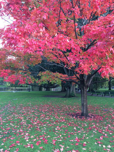 Fall