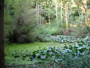 A small pond bordered by water lilies and covered with algae