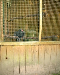 A vulture looks out from his large screened-in cage