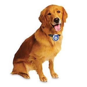 Golden Retriever wearing small camera around his neck 