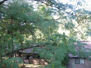 Brown roofs of condos nearly obscured by green leafy branches