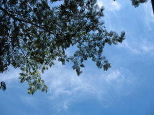 leafy branch of mimosa tree against blue sky with clouds