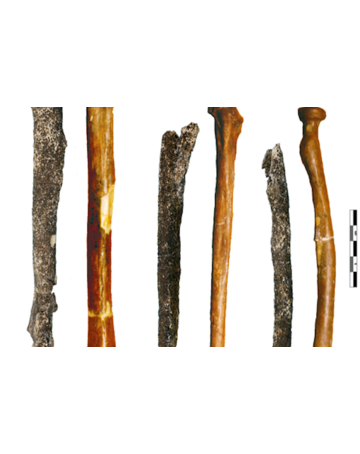 Neanderthal bones