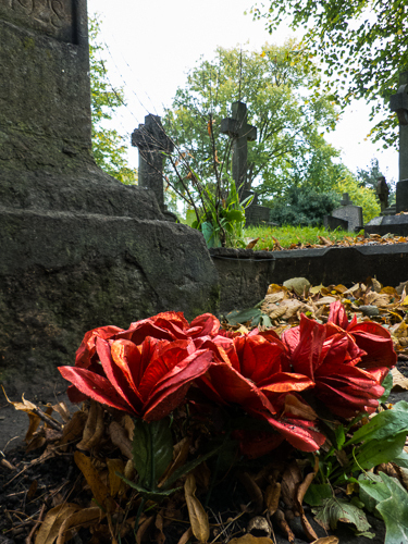 Roses in Brompton